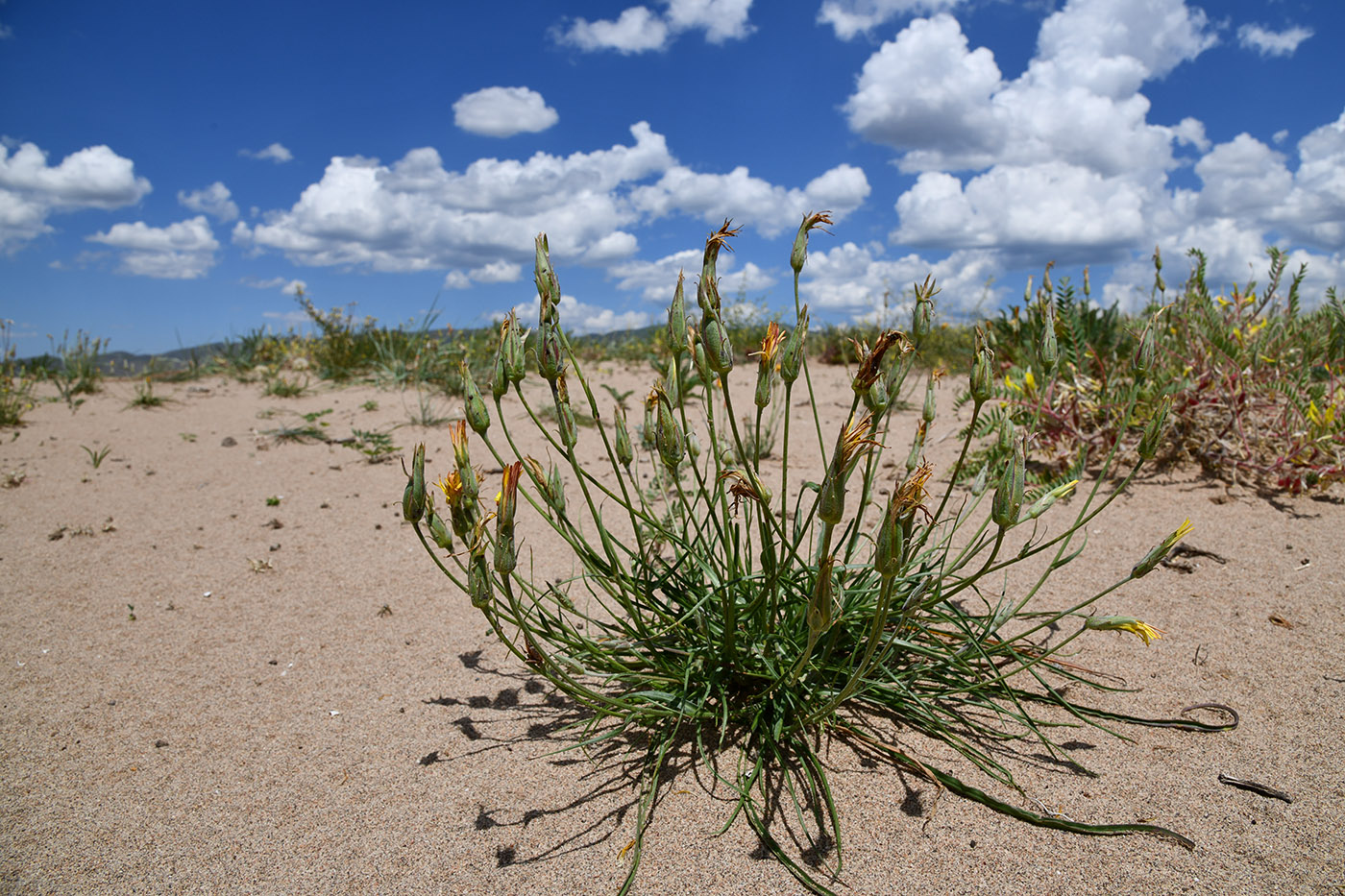 Изображение особи род Scorzonera.