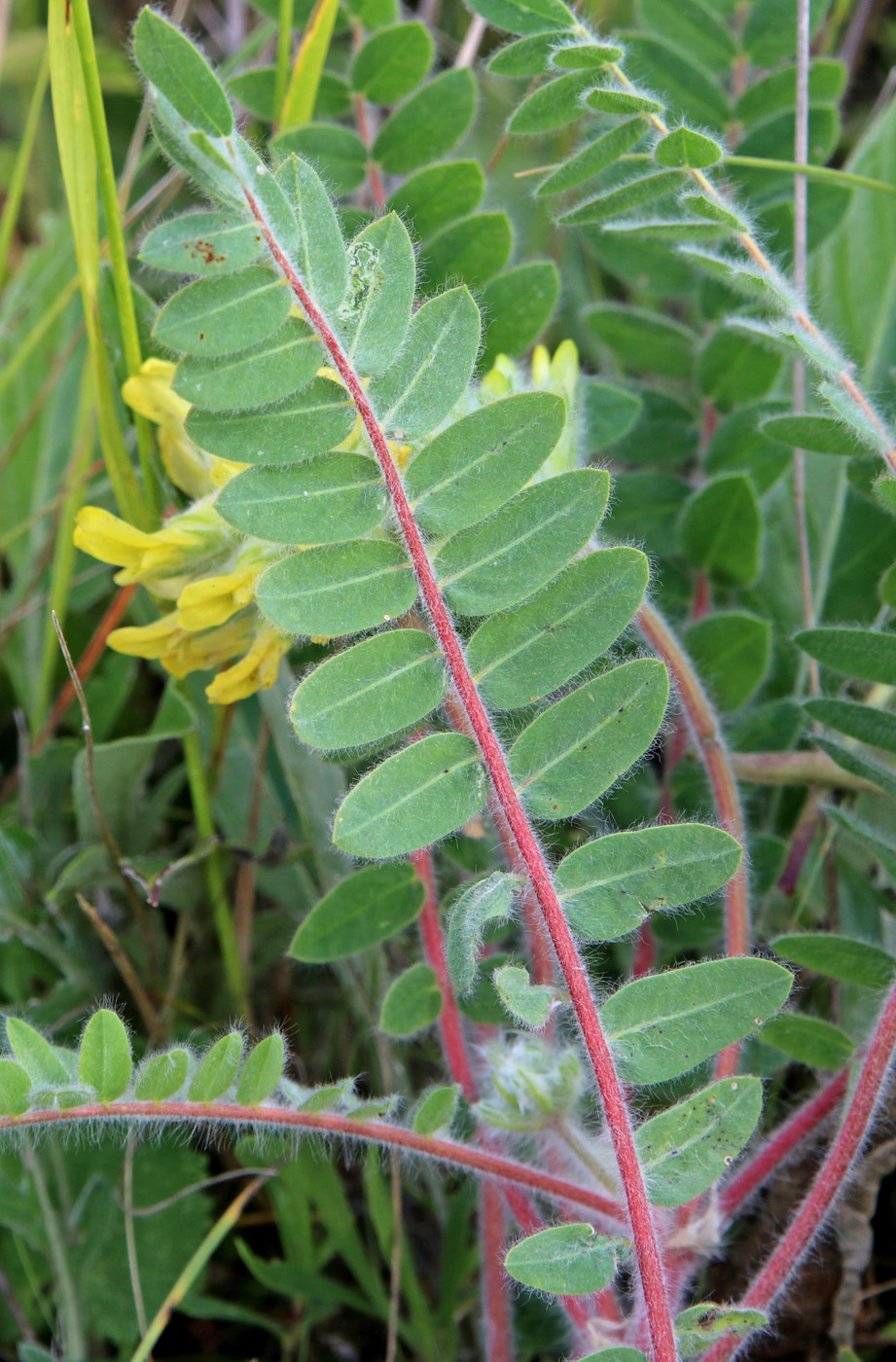 Изображение особи Astragalus dasyanthus.