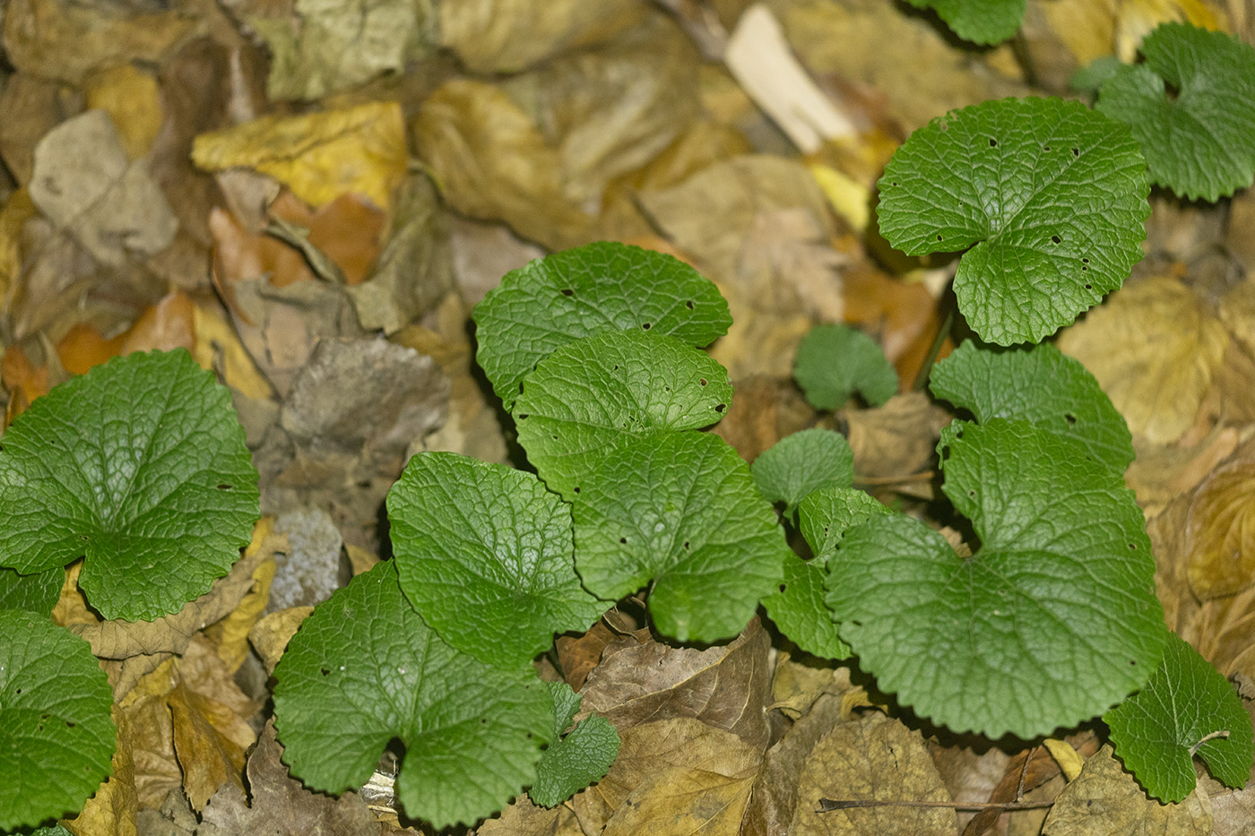 Image of Alliaria petiolata specimen.
