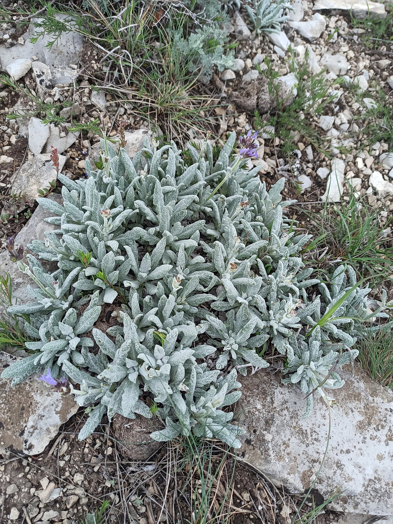 Изображение особи Salvia canescens.