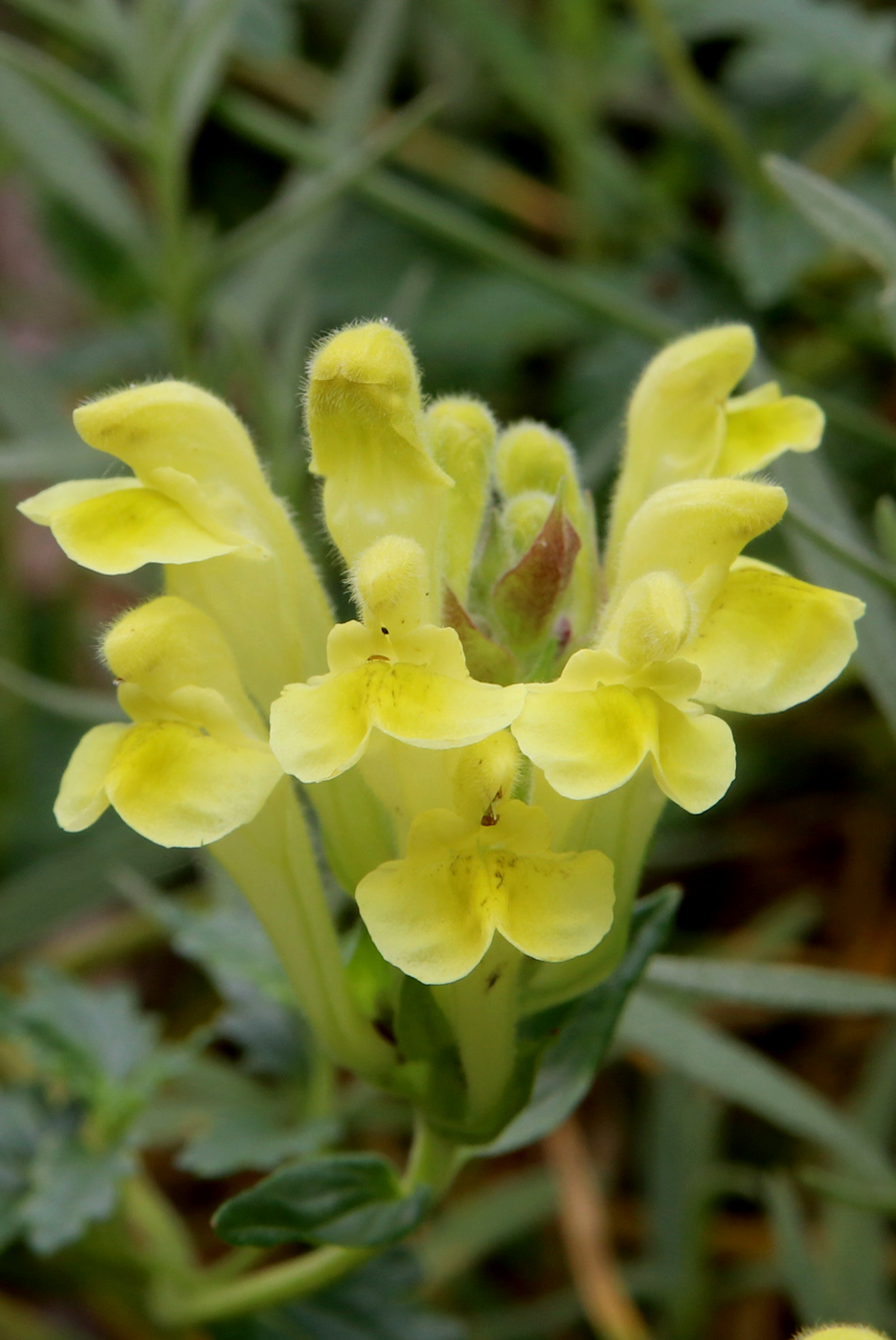 Image of Scutellaria orientalis specimen.
