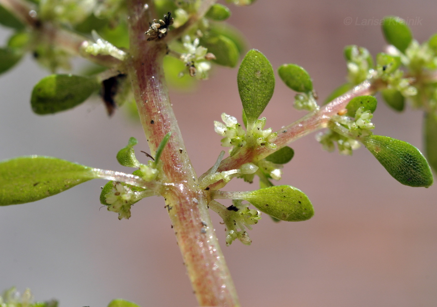 Изображение особи Pilea microphylla.