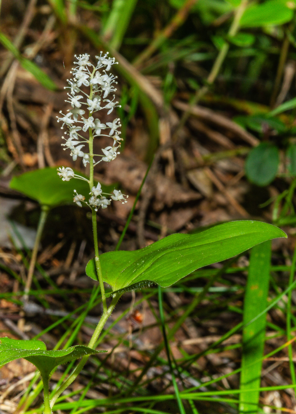 Изображение особи Maianthemum bifolium.