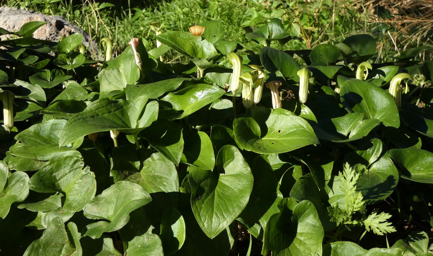 Image of Arisarum vulgare specimen.