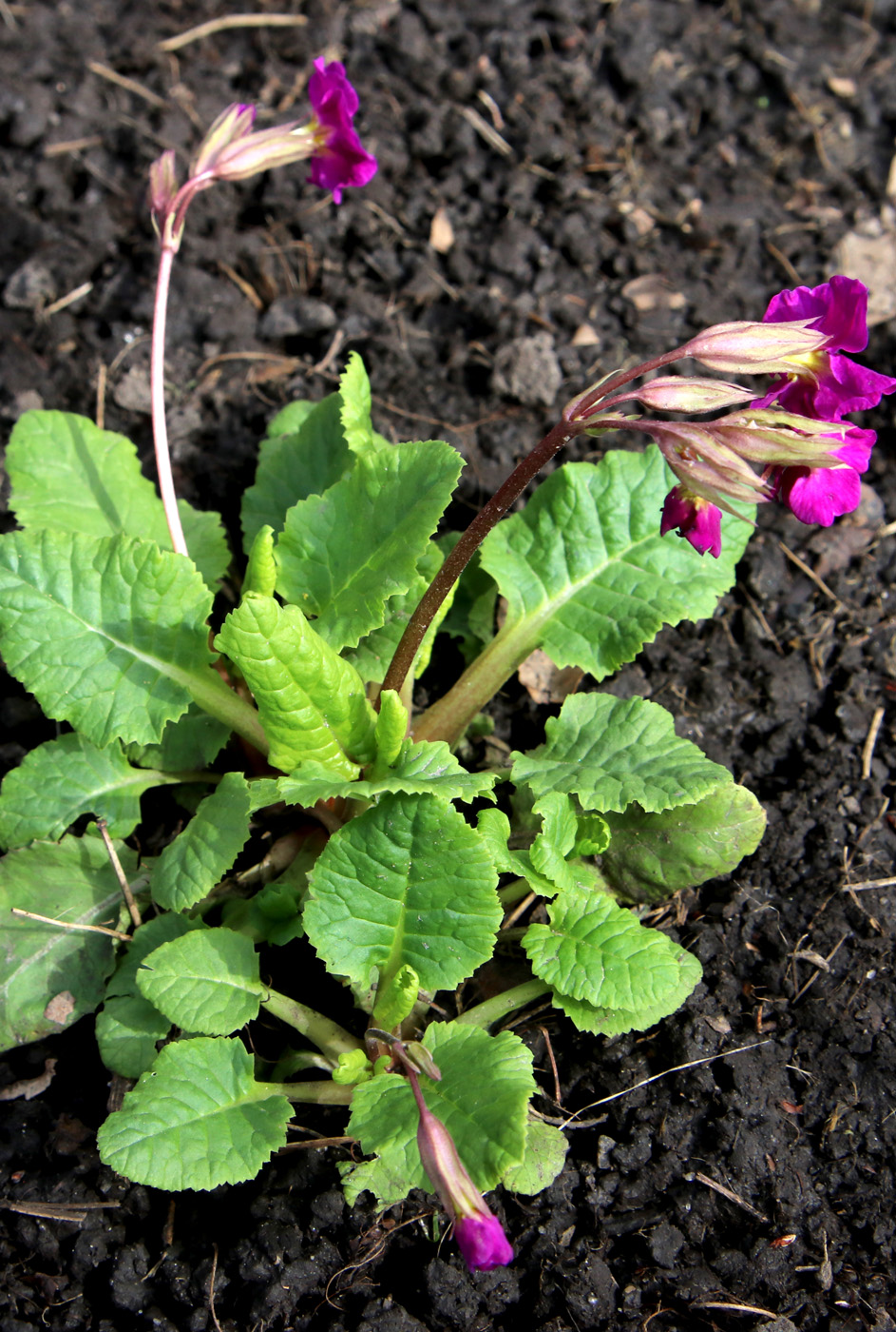 Изображение особи Primula &times; polyantha.