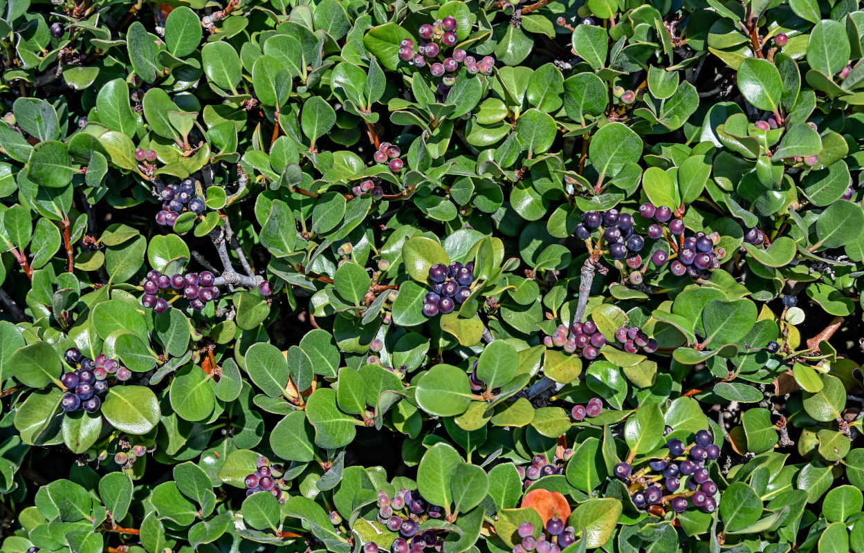 Image of Rhaphiolepis umbellata specimen.