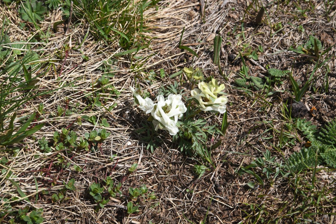 Image of genus Corydalis specimen.