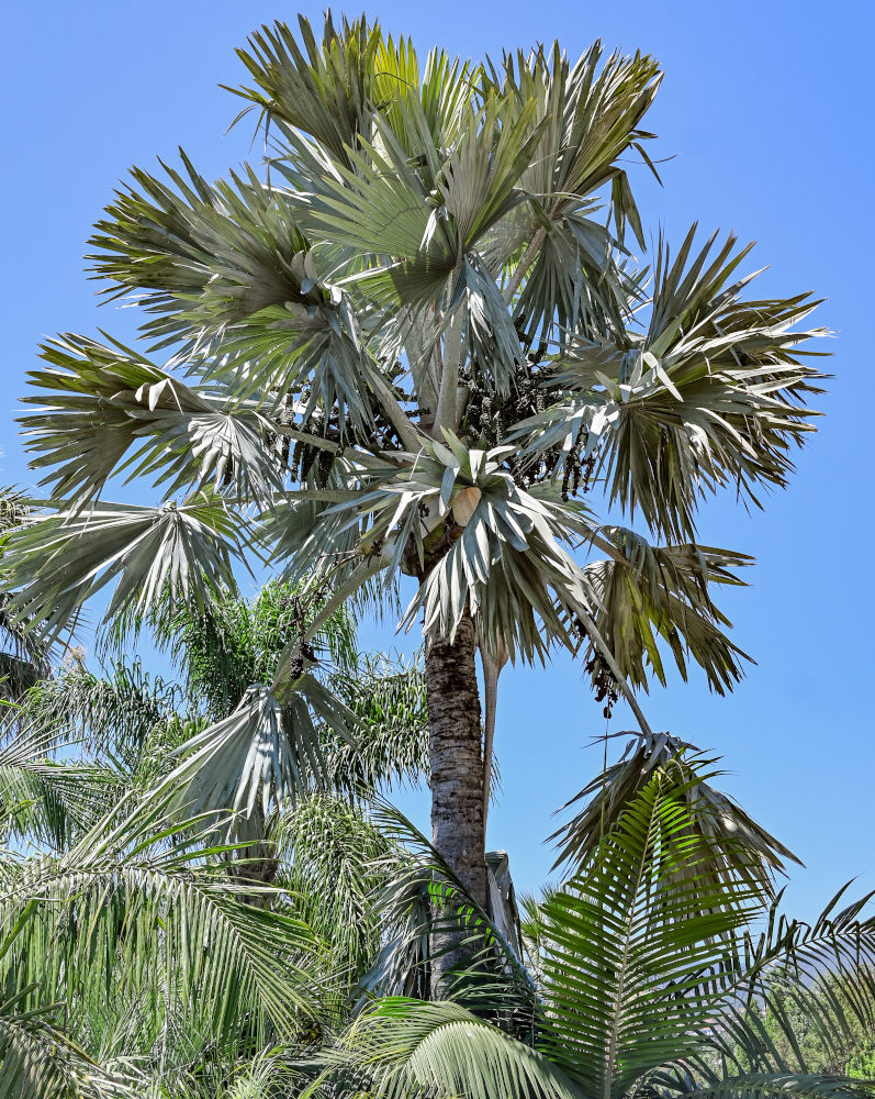 Image of Bismarckia nobilis specimen.