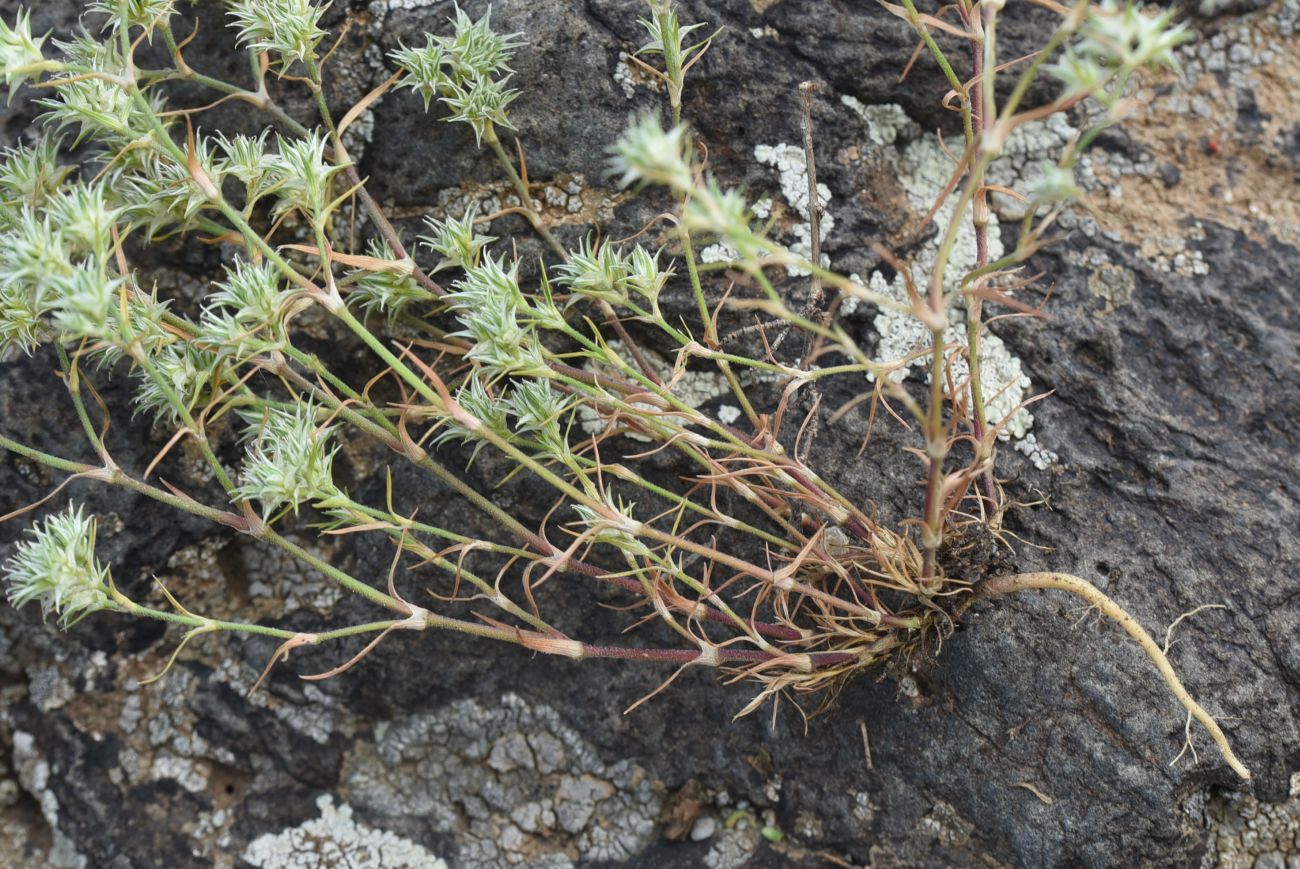 Изображение особи Queria hispanica.