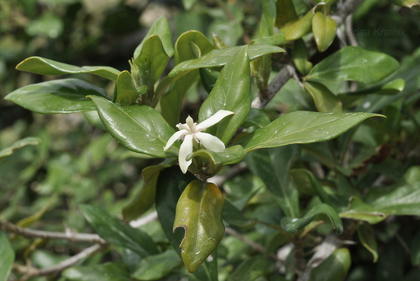 Image of familia Rubiaceae specimen.