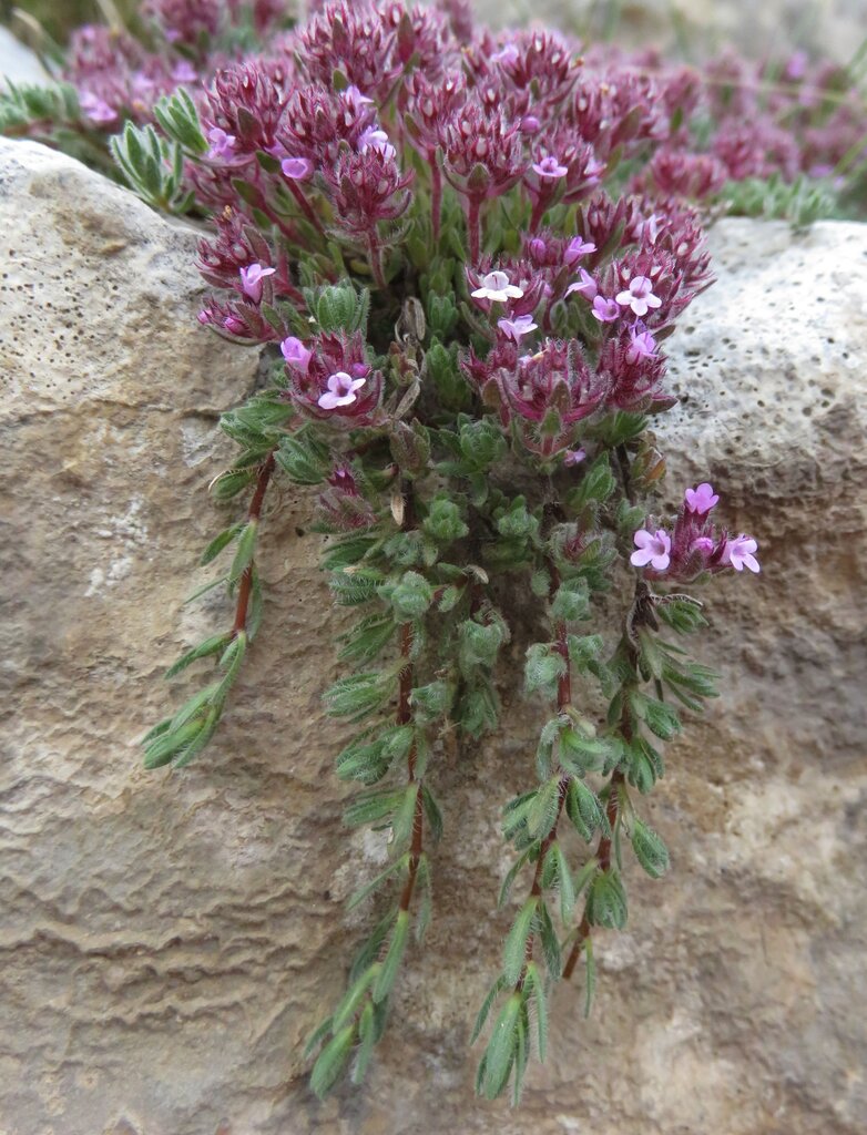 Изображение особи Thymus perinicus.