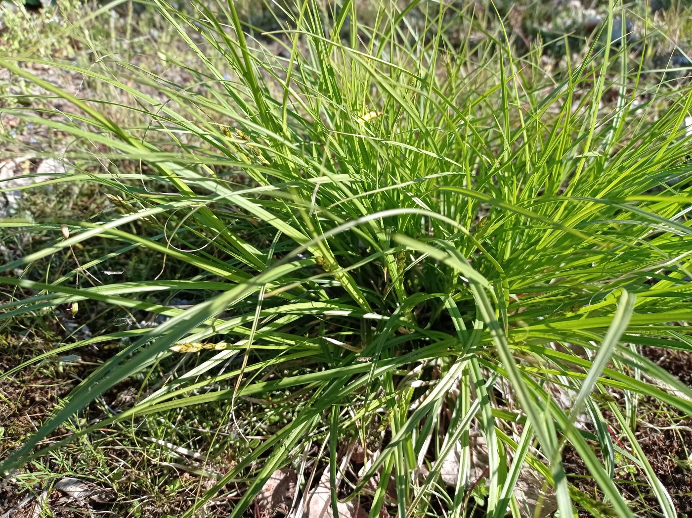 Image of Carex spicata specimen.