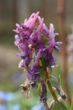 Corydalis solida. Отцветающее соцветие (шпорцы цветков прогрызены шмелями). Ленинградская обл., Ломоносовский р-н, дер. Дубки, дачный участок. 01.05.2026.