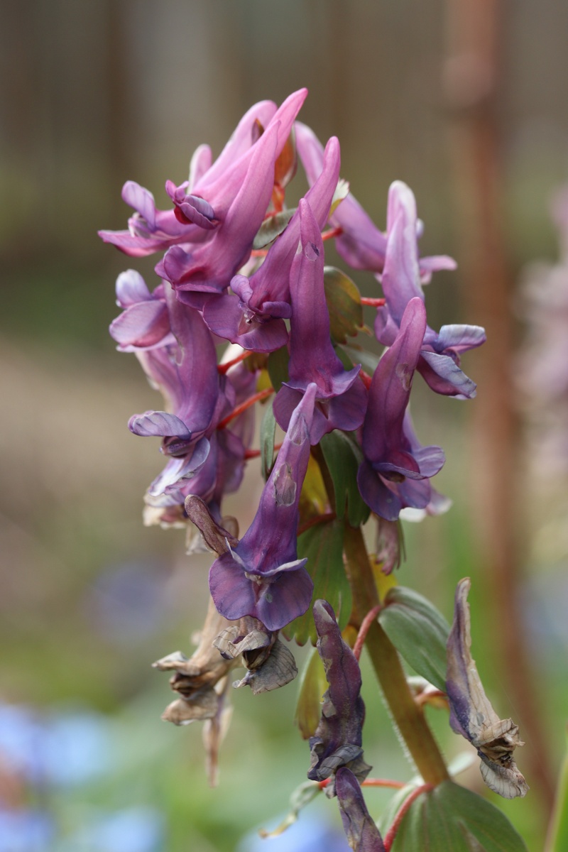 Image of Corydalis solida specimen.