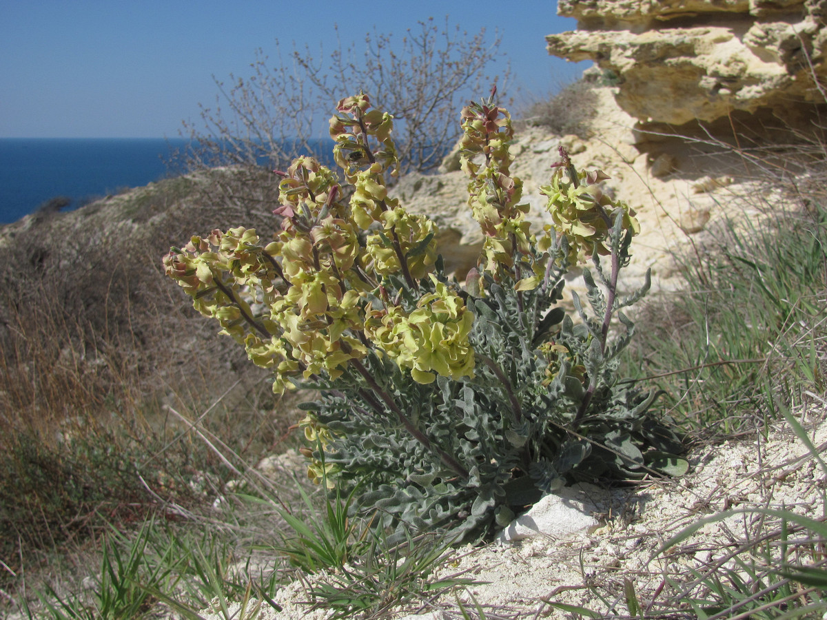 Image of Matthiola odoratissima specimen.