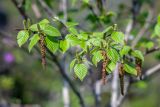 Betula lanata. Верхушки ветвей с мужскими и женскими соцветиями. Приморский край, хр. Богатая грива (Океанский), гора Орлиный коготь, широколиственный лес. 12.05.2026.