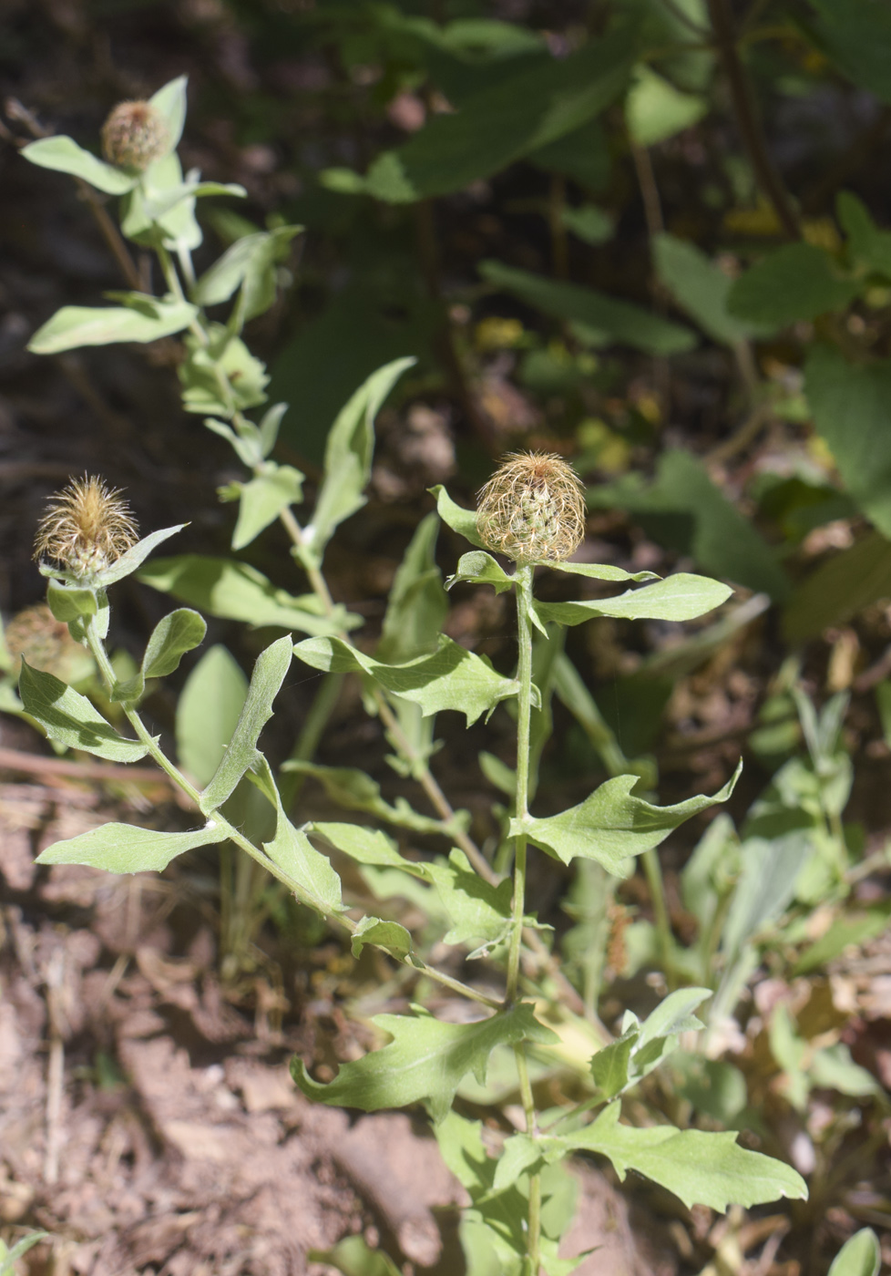 Image of Centaurea pectinata specimen.