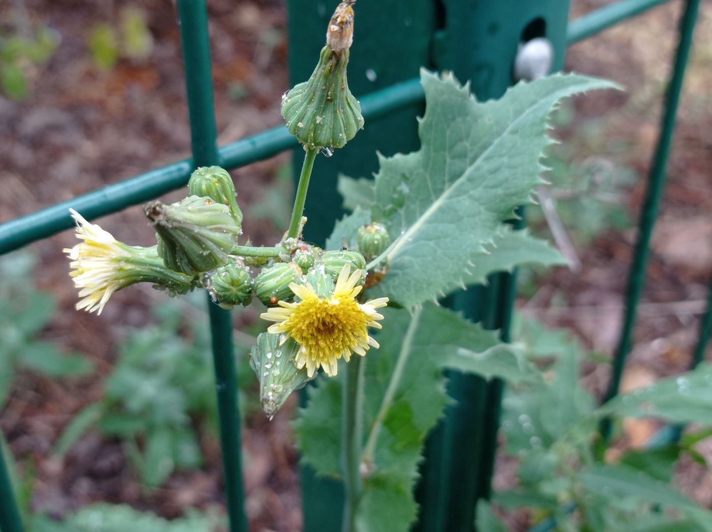 Image of Sonchus oleraceus specimen.