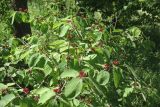 Lonicera xylosteum
