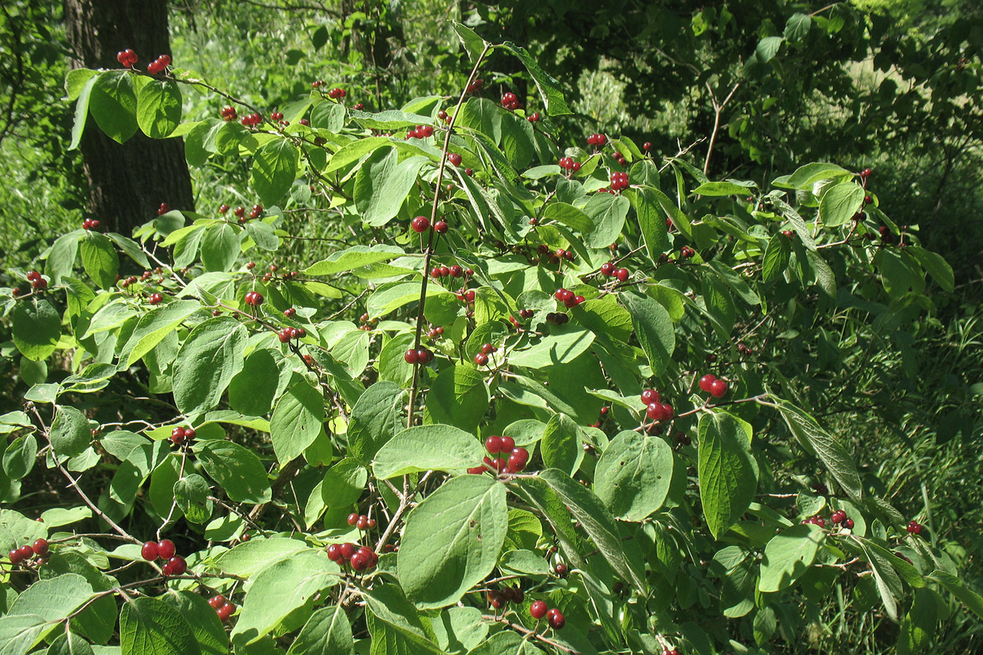 Изображение особи Lonicera xylosteum.