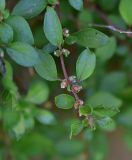 unknown species. Верхушка побега с цветками. Грузия, край Самцхе-Джавахети, Аспиндзский муниципалитет, южная окр. с. Тмогви, горная степь, ок. камня. 10 июня 2026 г.