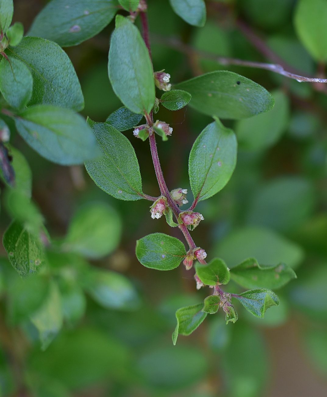Image of genus Parietaria specimen.