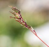Festuca chionobia. Соцветие с прорастающими луковичками. Хабаровский край, р-н имени Лазо, массив горы Ко, седловина между горами Столовая и Ко, выс. ≈ 1740 м н.у.м., на каменной россыпи. 02.08.2026.