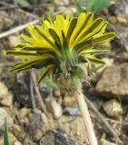 genus Taraxacum. Соцветие. Смоленская обл., Смоленский р-н, окр. пос. Каспля, склон доломитового холма. 08.05.2011.