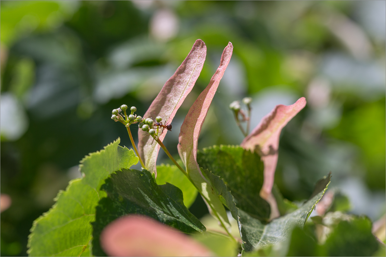 Изображение особи Tilia cordata.