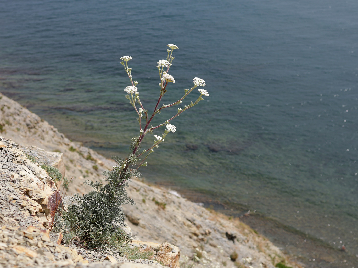 Image of Seseli ponticum specimen.