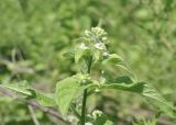 Circaea cordata. Верхушка растения в начале цветения. Приморье, о. Шкота, коса, полынно-кустарниковое сообщество. 20.07.2026.