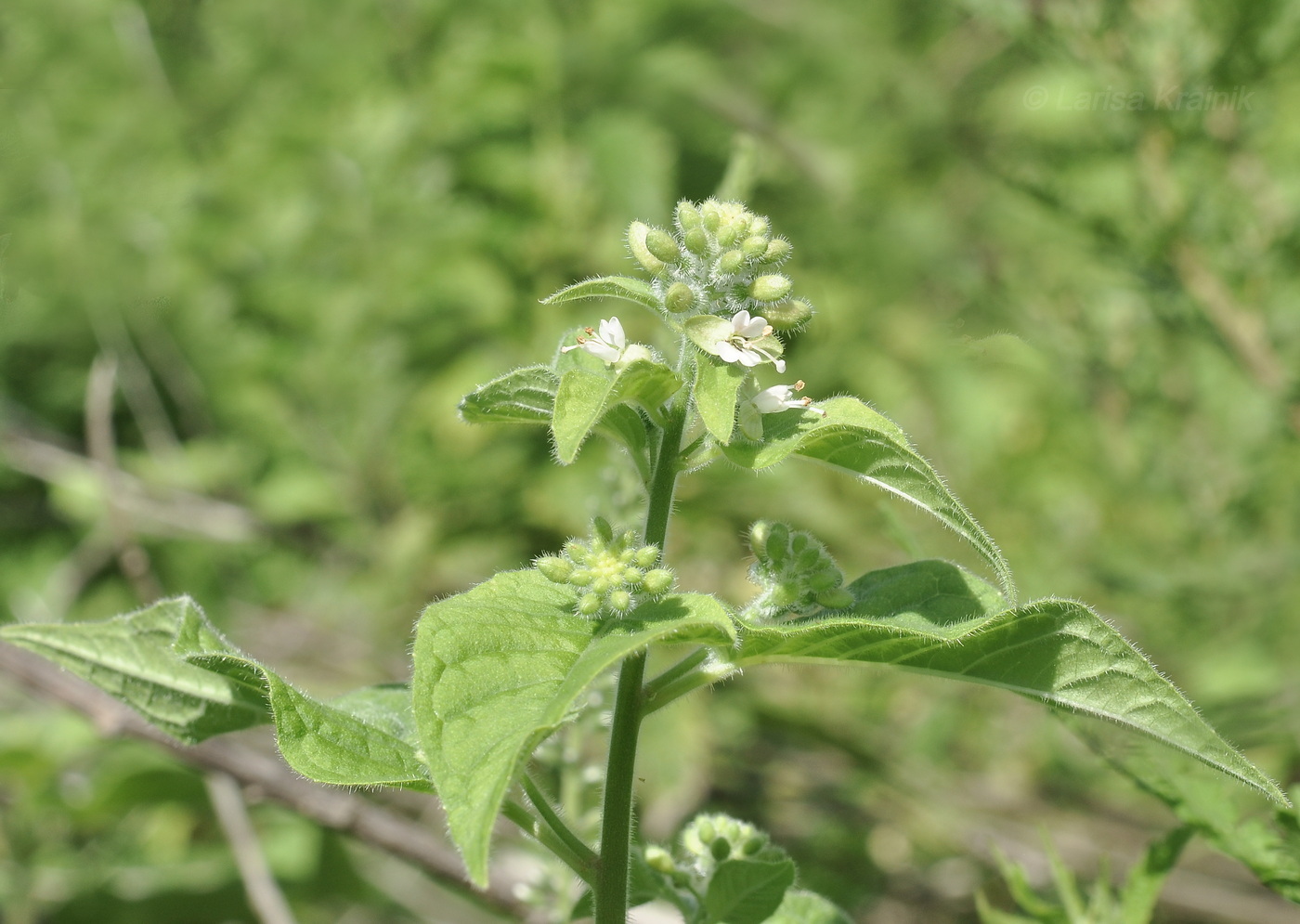 Изображение особи Circaea cordata.