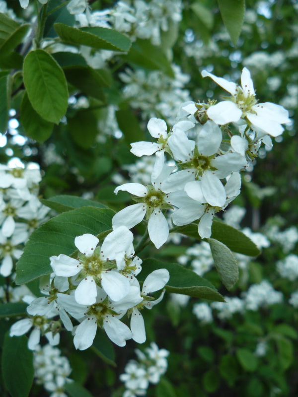 Image of Amelanchier spicata specimen.