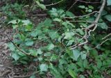Hedera helix. Ветвь древесной лианы. Горный Крым, окр. водопада Джур-Джур, широколиственный лес. 03.05.2011.