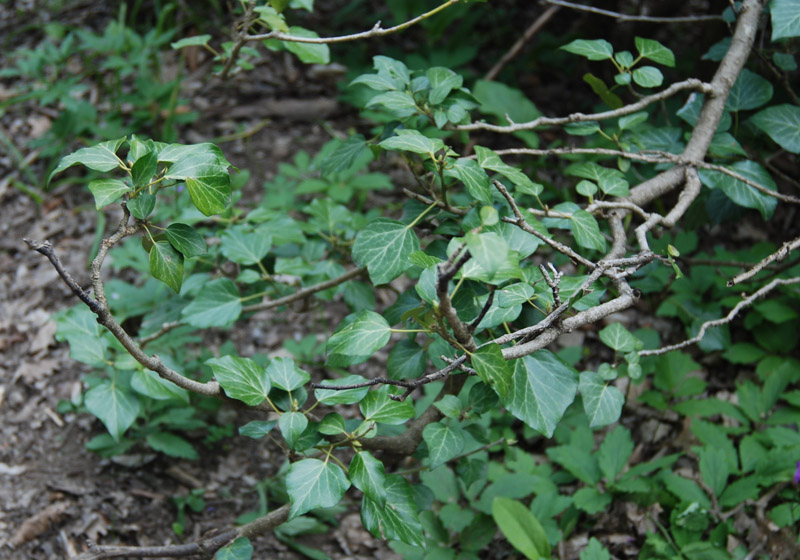 Изображение особи Hedera helix.