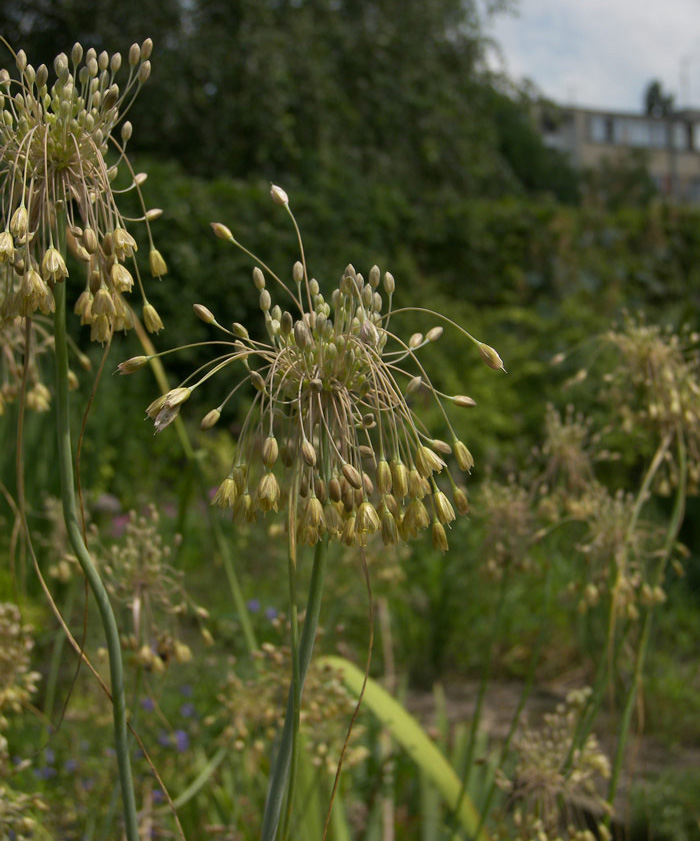 Изображение особи Allium lenkoranicum.