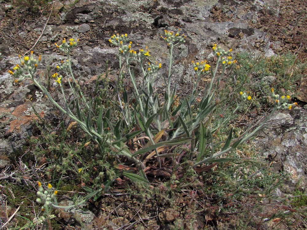 Image of genus Pilosella specimen.