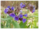 Pulmonaria mollis. Верхняя часть цветущего растения. Республика Татарстан, Верхнеуслонский р-н. 01.05.2005.