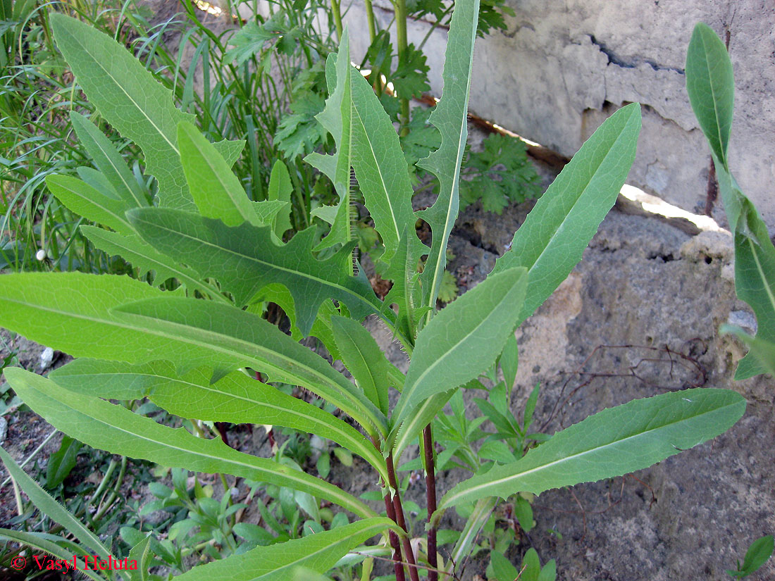 Изображение особи Lactuca serriola.