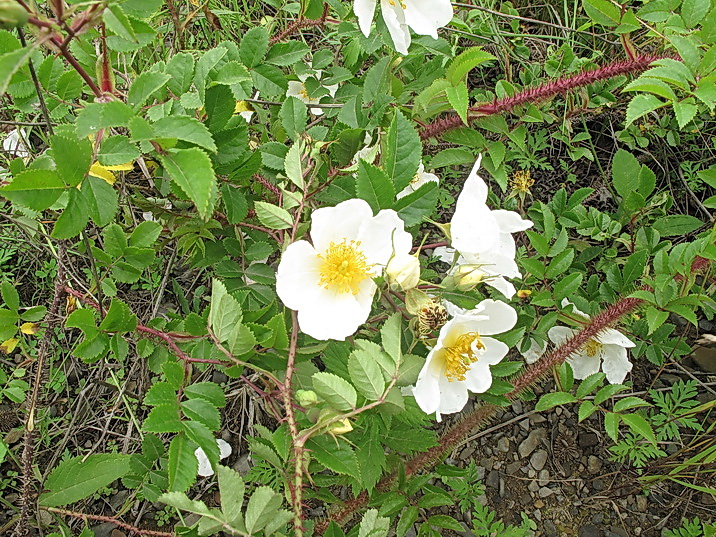 Image of Rosa maximowicziana specimen.