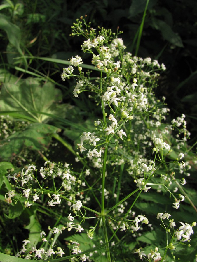 Изображение особи Galium mollugo.