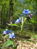 Aegonychon purpureocaeruleum. Верхушка цветущего растения. Крым, Севастополь, Балаклавский р-н, Ласпи. 15 мая 2011 г.