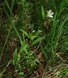 Cerastium bungeanum