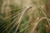 Hordeum distichon