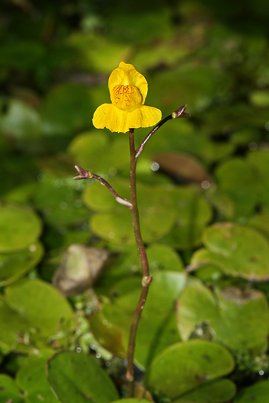 Изображение особи Utricularia australis.