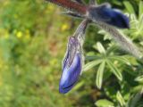 Lupinus pilosus