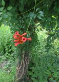 Campsis radicans