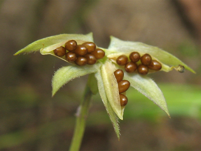 Image of Viola arvensis specimen.