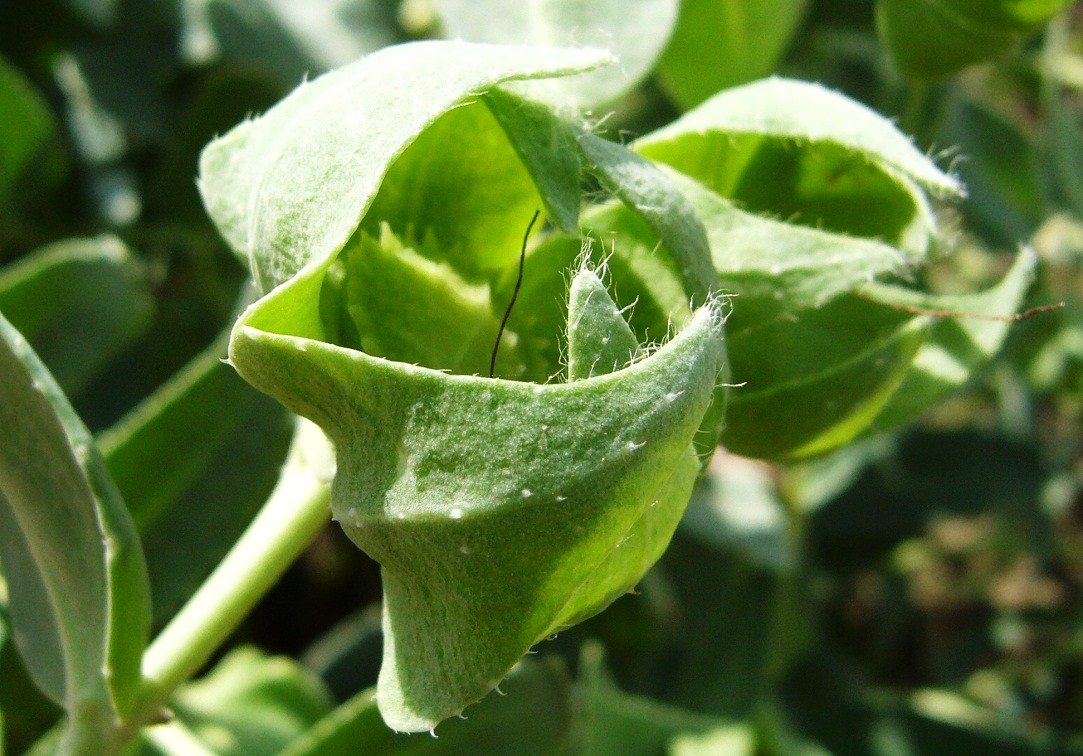 Изображение особи Caccinia macranthera.