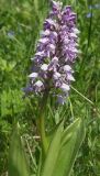 Orchis militaris